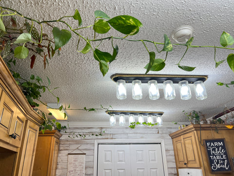 Vining plants growing across kitchen ceiling 