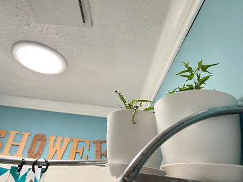 Plants in full light of skylight in a bathroom