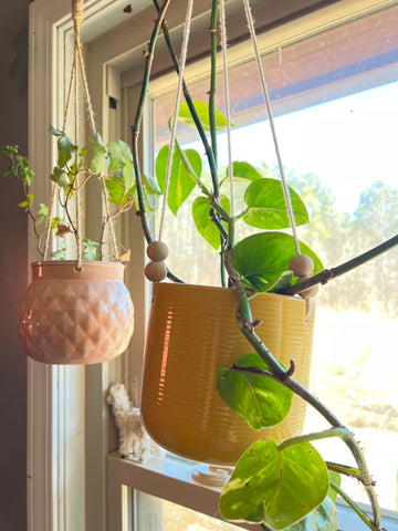 plants hanging from a curtain rod