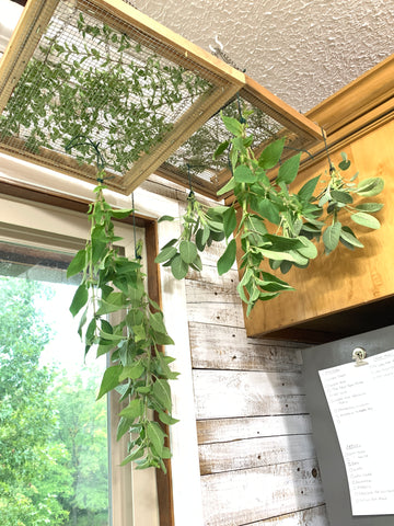 Herbs hanging from drying rack