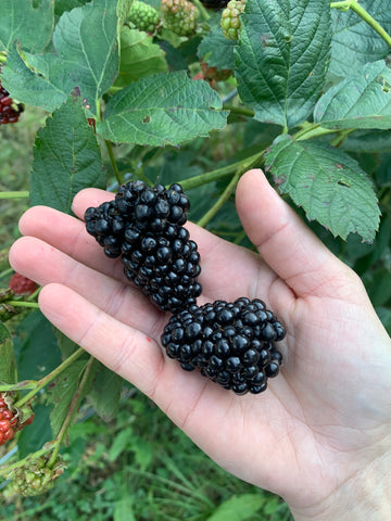 Black Berries