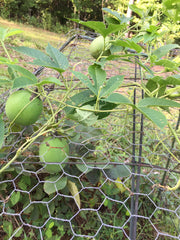 Maypop plant with fruit