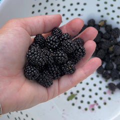 Handful of fresh picked blackberries