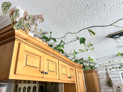 Plants arranged above kitchen cabinets