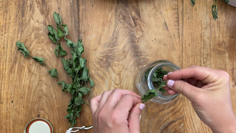 Putting Dry Mint into jars