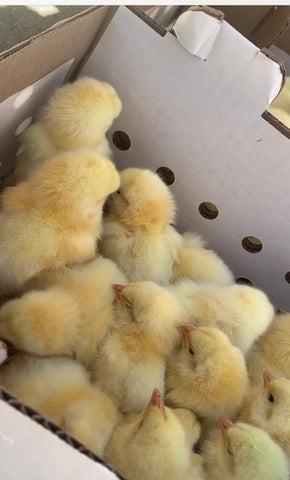 Chicks in a Mailing Box
