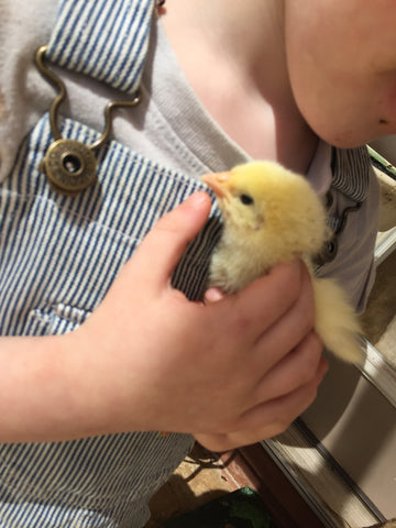 Boy holding chick