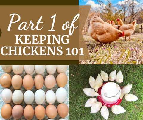 Keeping Chicken 101