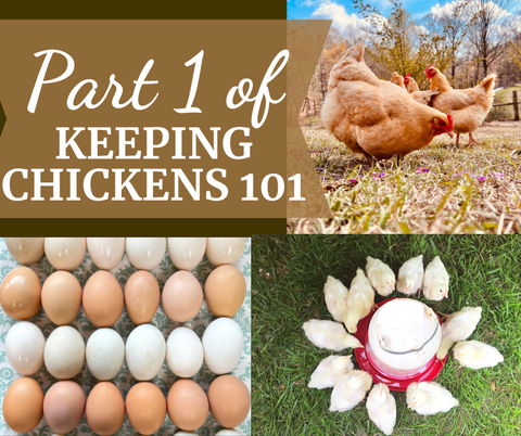Part One of Keeping Chickens 101