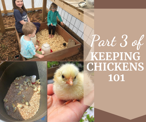 Part 3 of Keeping Chickens 101