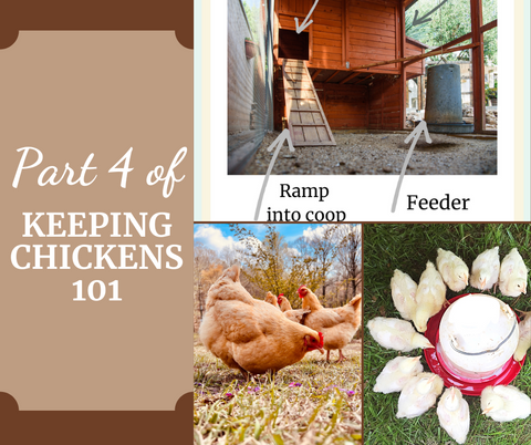Part Four of Keeping Chickens 101