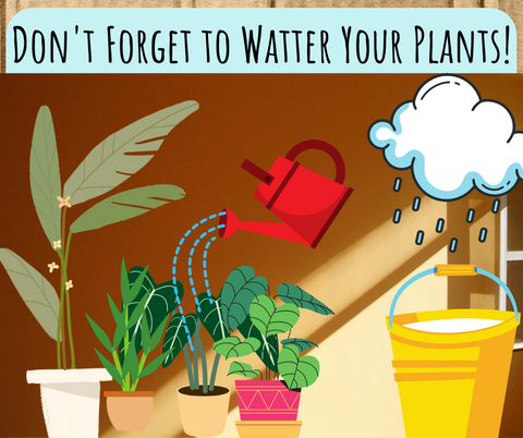 Using rain to water house plants