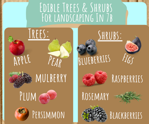 Perennial Fruit Trees and Shurbs