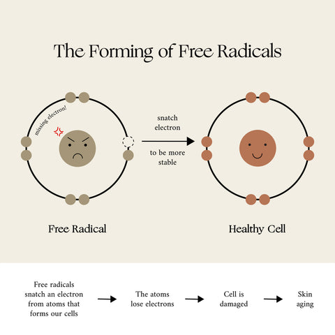 Antioxidants, free radicals, aging - what do they all mean and how the | Root Remedies