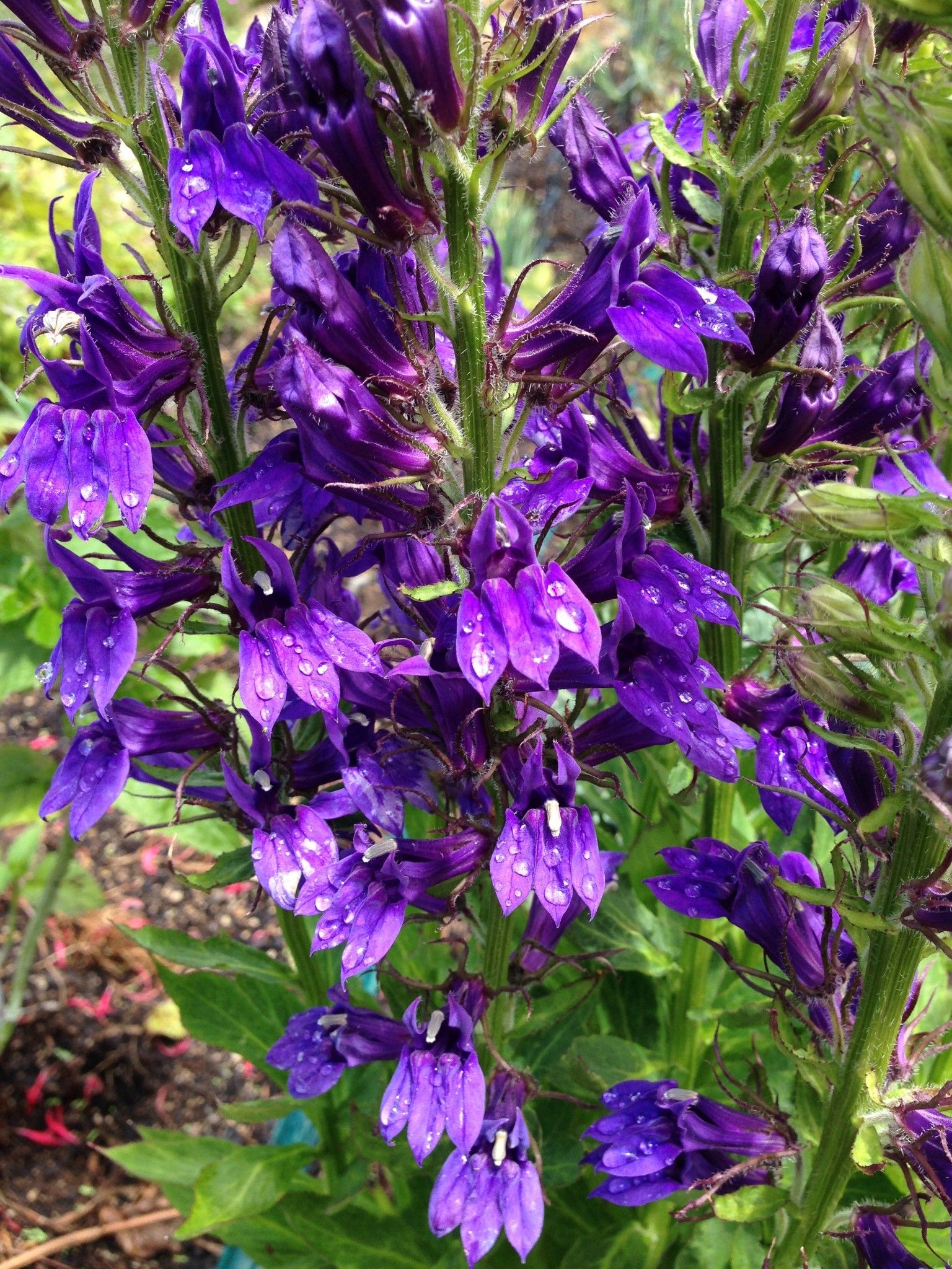 lobelia speciosa bleu - lobelia speciosa fan scarlet