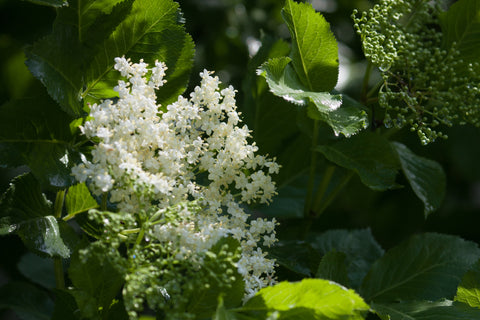 Camille Beckman Elder Flower