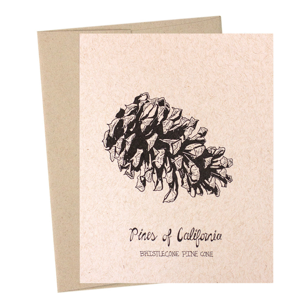 Bristlecone Pine