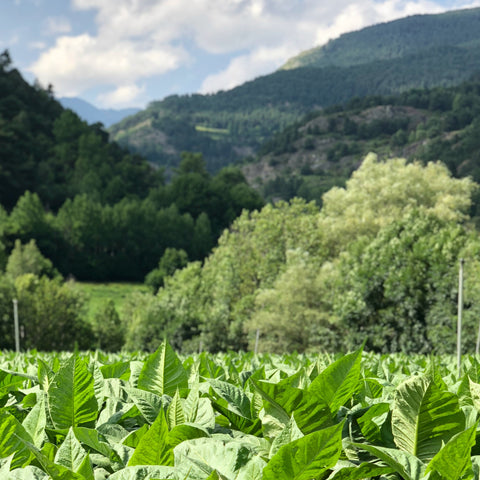 tobacco_ingredient_andorra_travel_gunillaskinalchemy