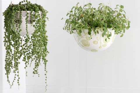 Hanging potted plants in bedroom