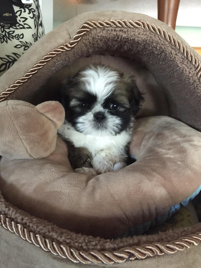 shih poo kennel