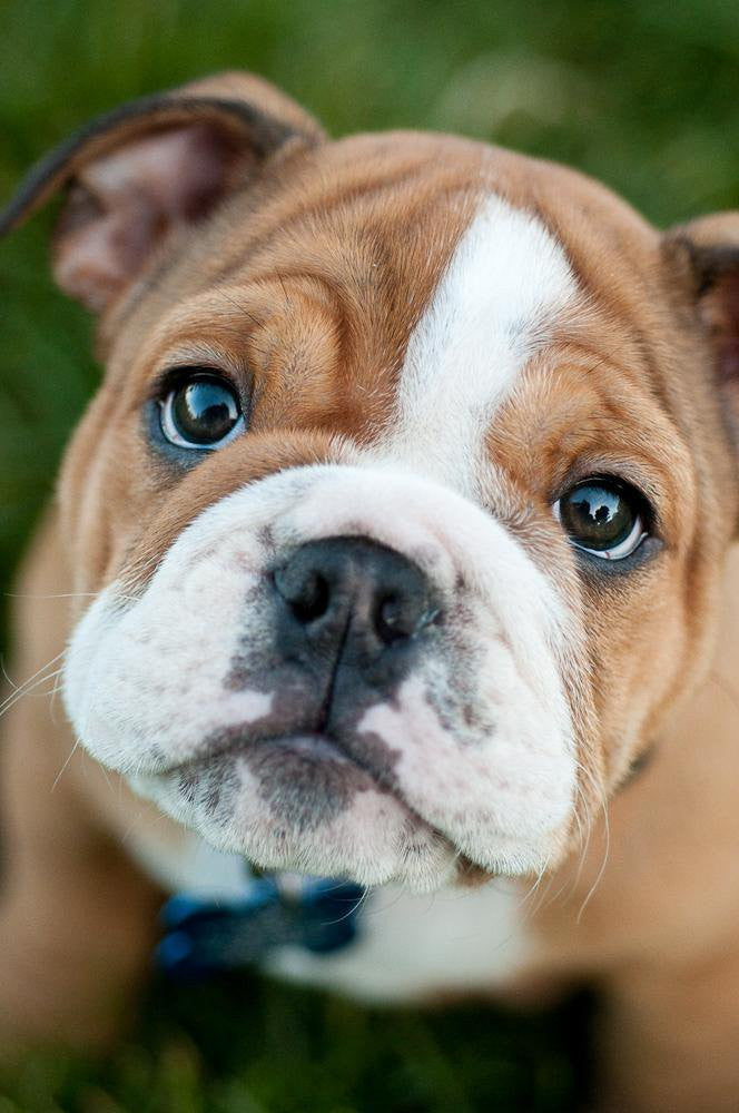 99+ What Size Crate Do I Need For My English Bulldog