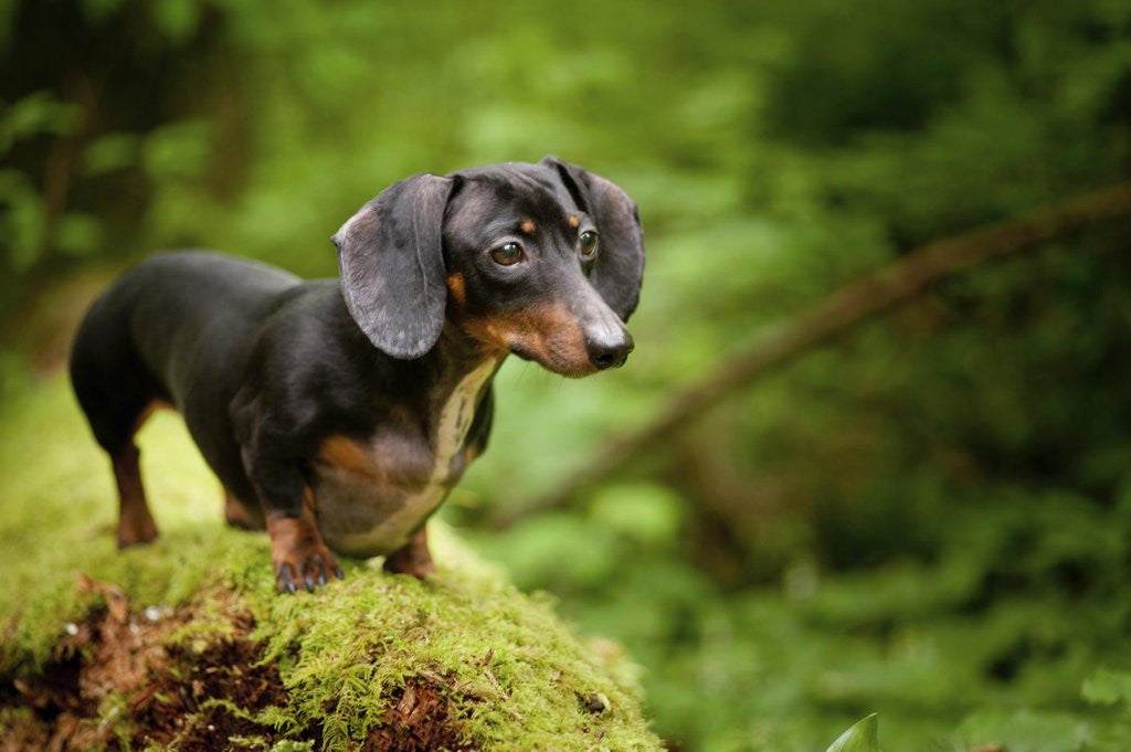 Dachshund - Fun Facts and Crate Size – Pet Crates Direct