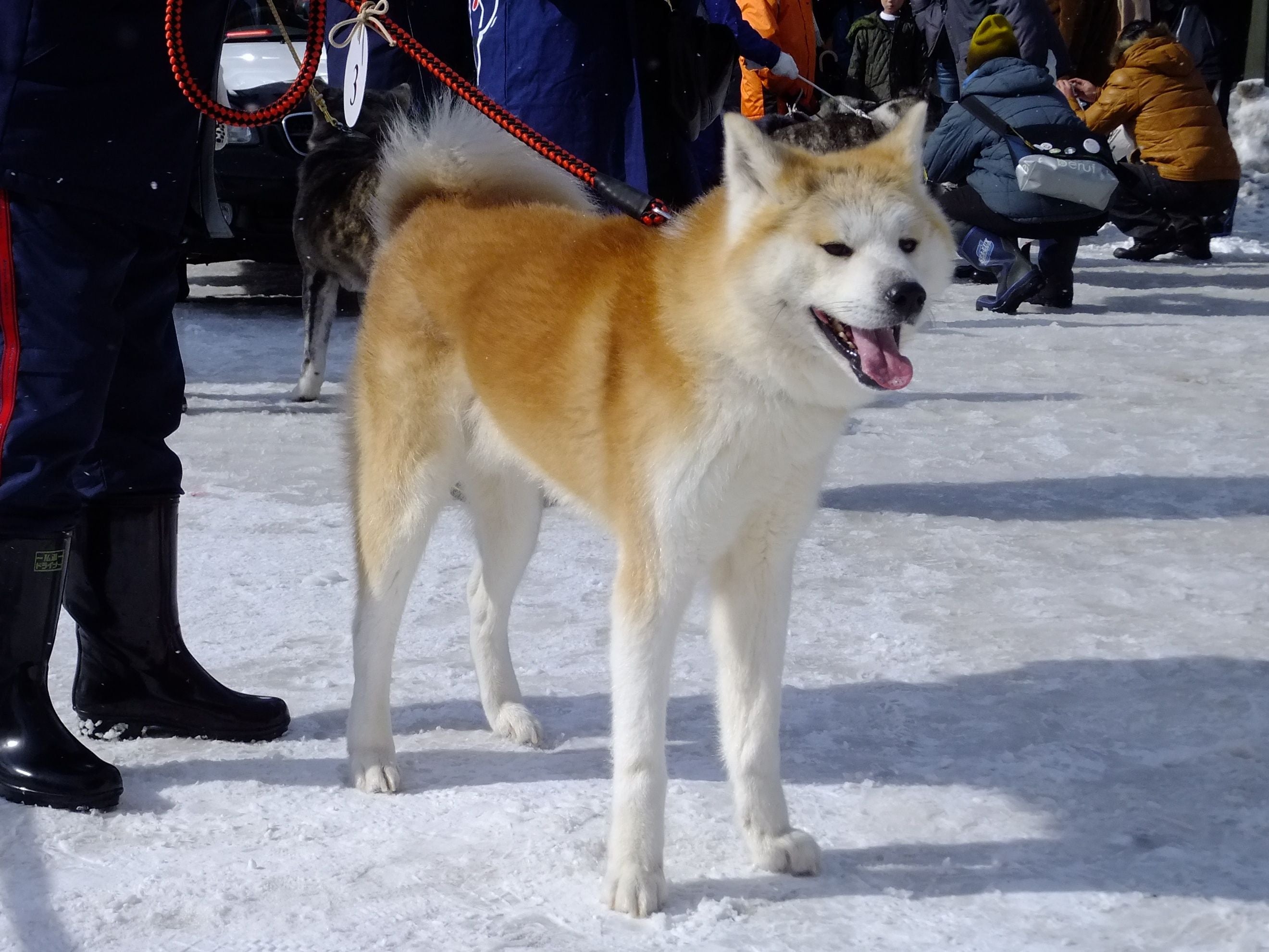 akita dog size