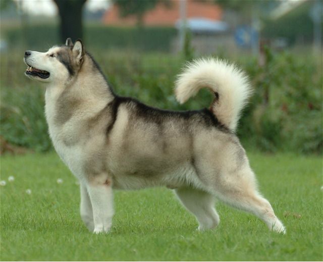 alaskan malamute wags its tail