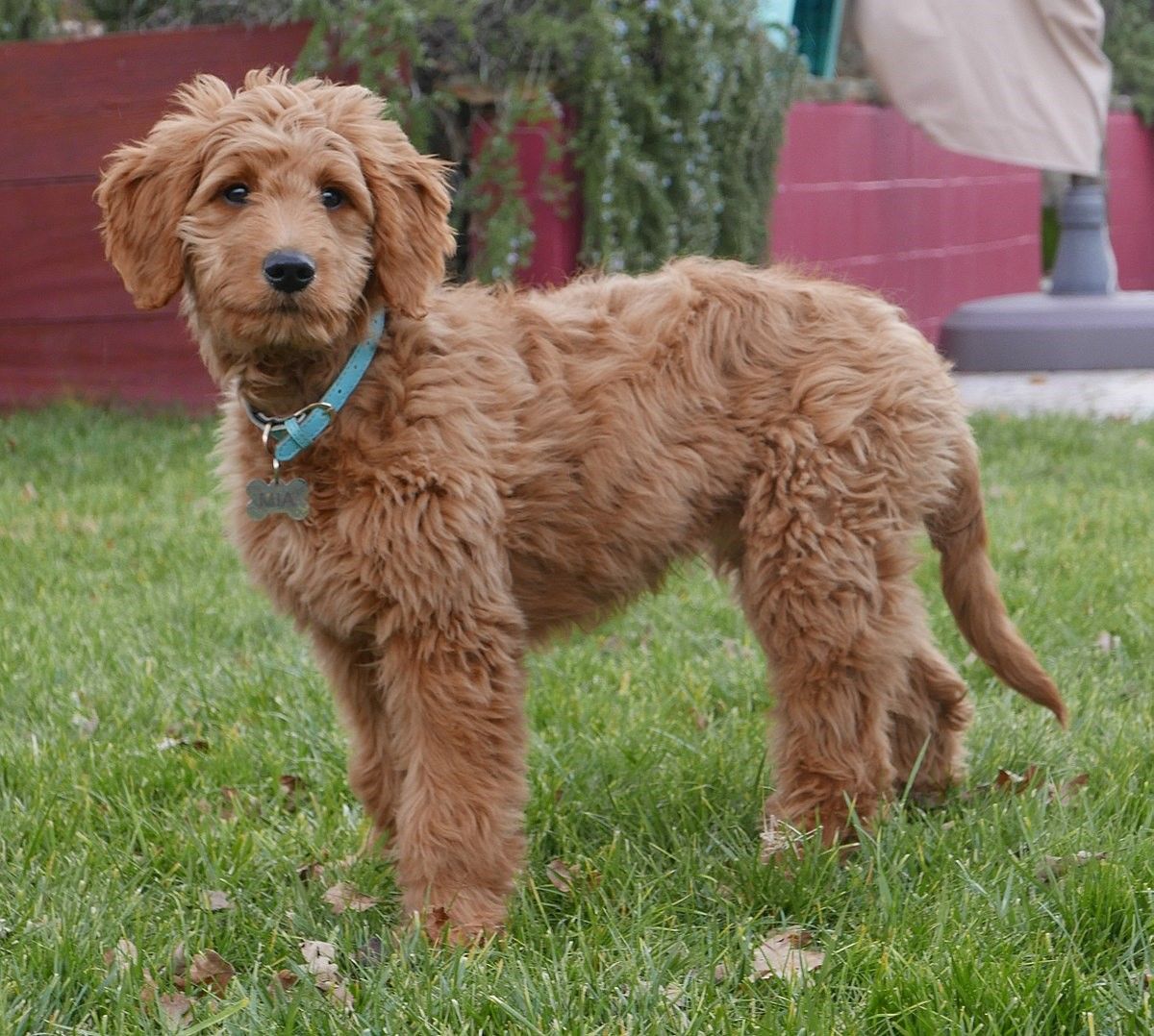 how big do mini aussiedoodles get