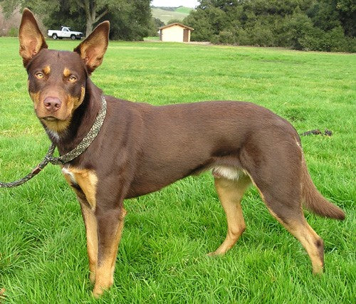 red and tan kelpie pups