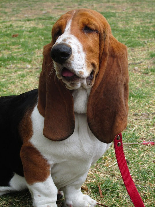 what size crate for basset hound