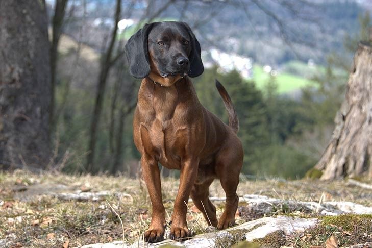 bavarian hunting hound