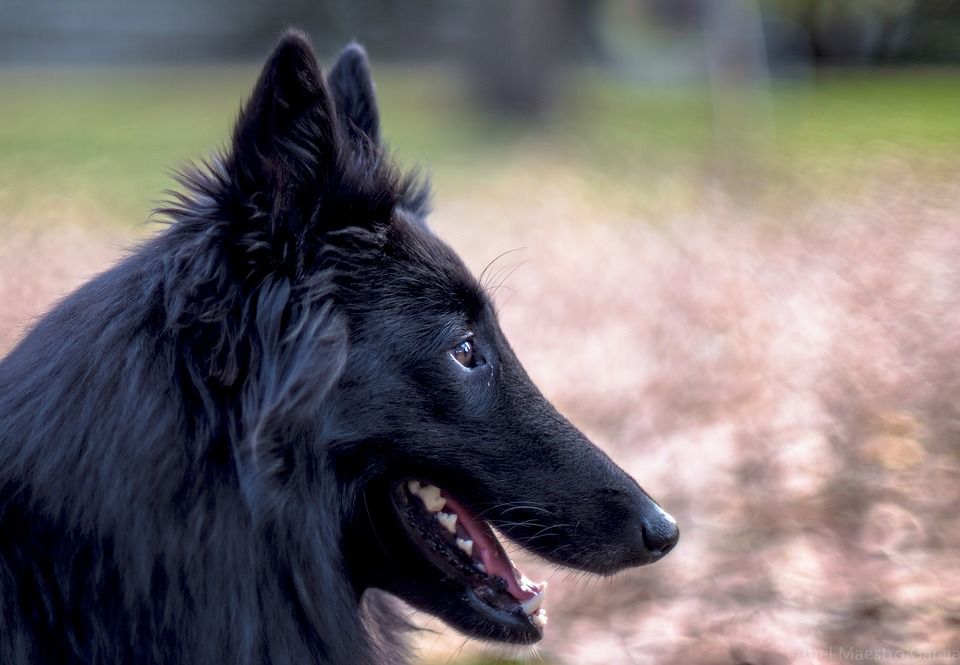 bavarian sheepdog