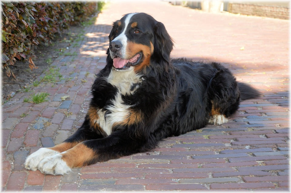 average size of bernese mountain dog