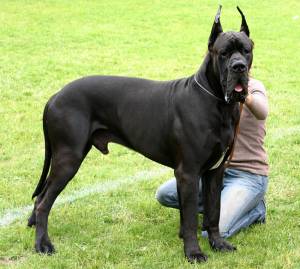 great dane crate