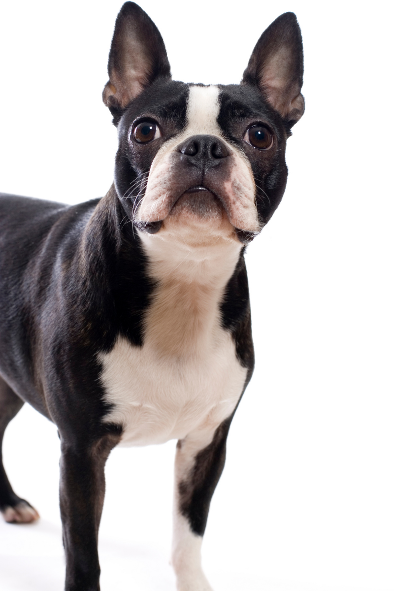 when does a boston terrier ears stand up