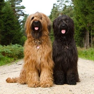 briard in not