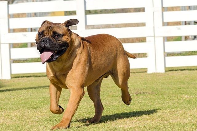 Bullmastiff Height Chart