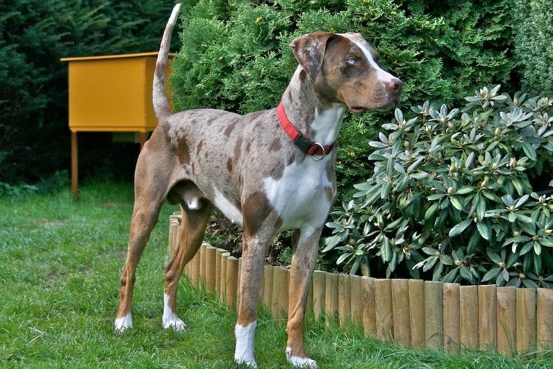 a catahoula leopard dog