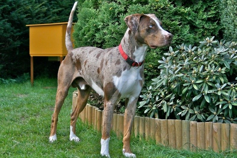 Catahoula Leopard Dog Fun Facts And Crate Size Pet Crates Direct