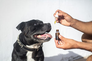 Is CBD for Pets Worth It and Safe? Plus Potential Benefits