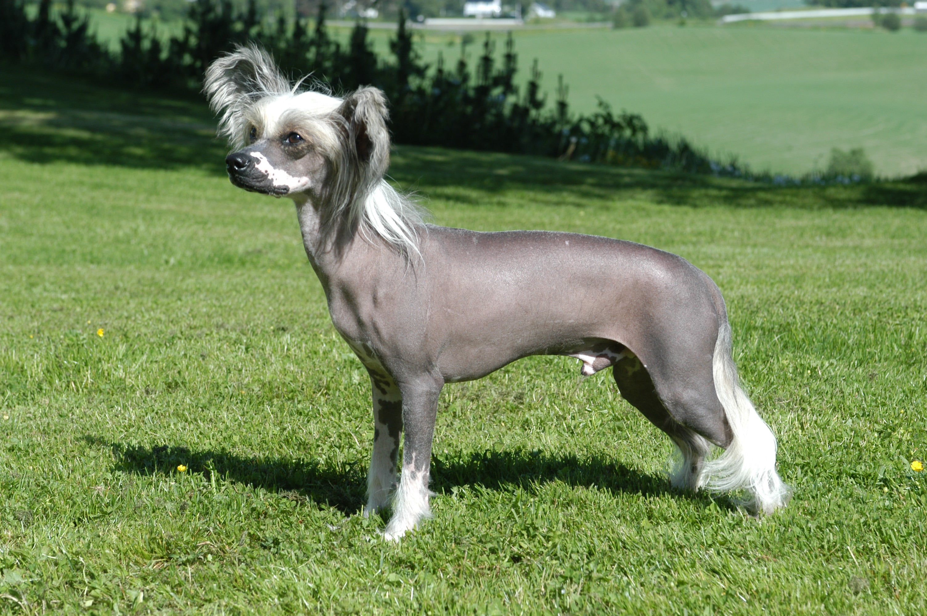 chinese crested kennel