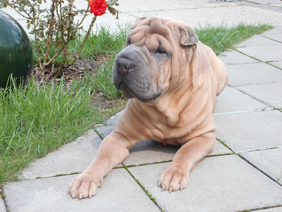 facts about shar pei dogs