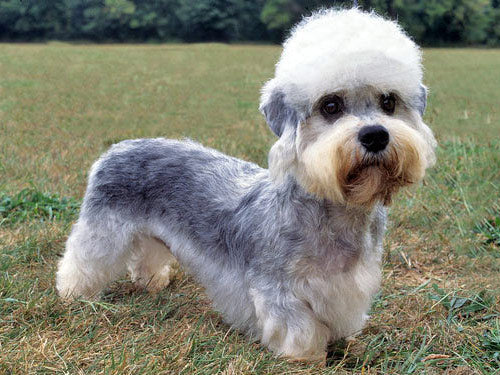 is the dandie a terrier