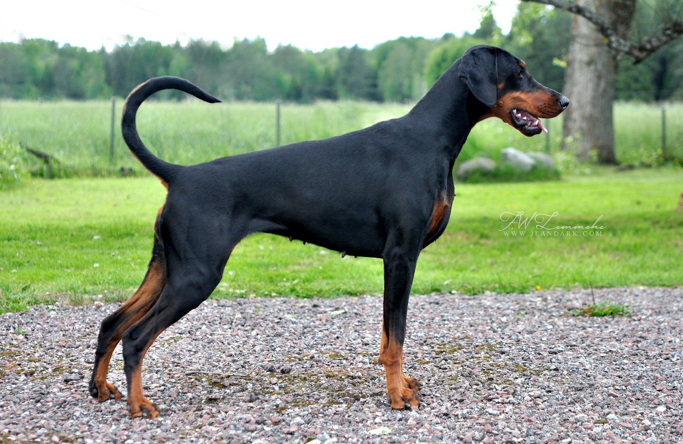 How Big Is A Doberman Pinscher : Dobermans are compactly built dogs