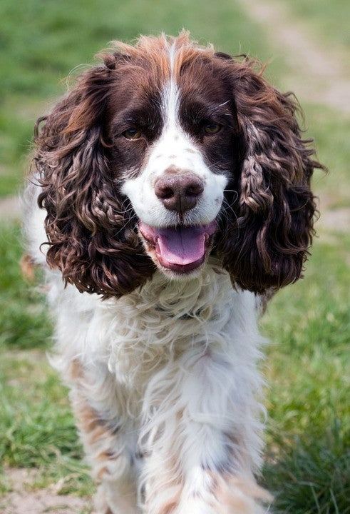 adult springer spaniel for sale