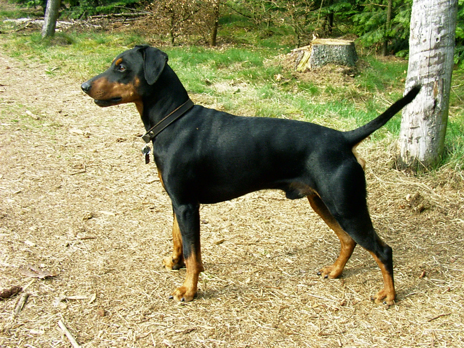 blue german pinscher