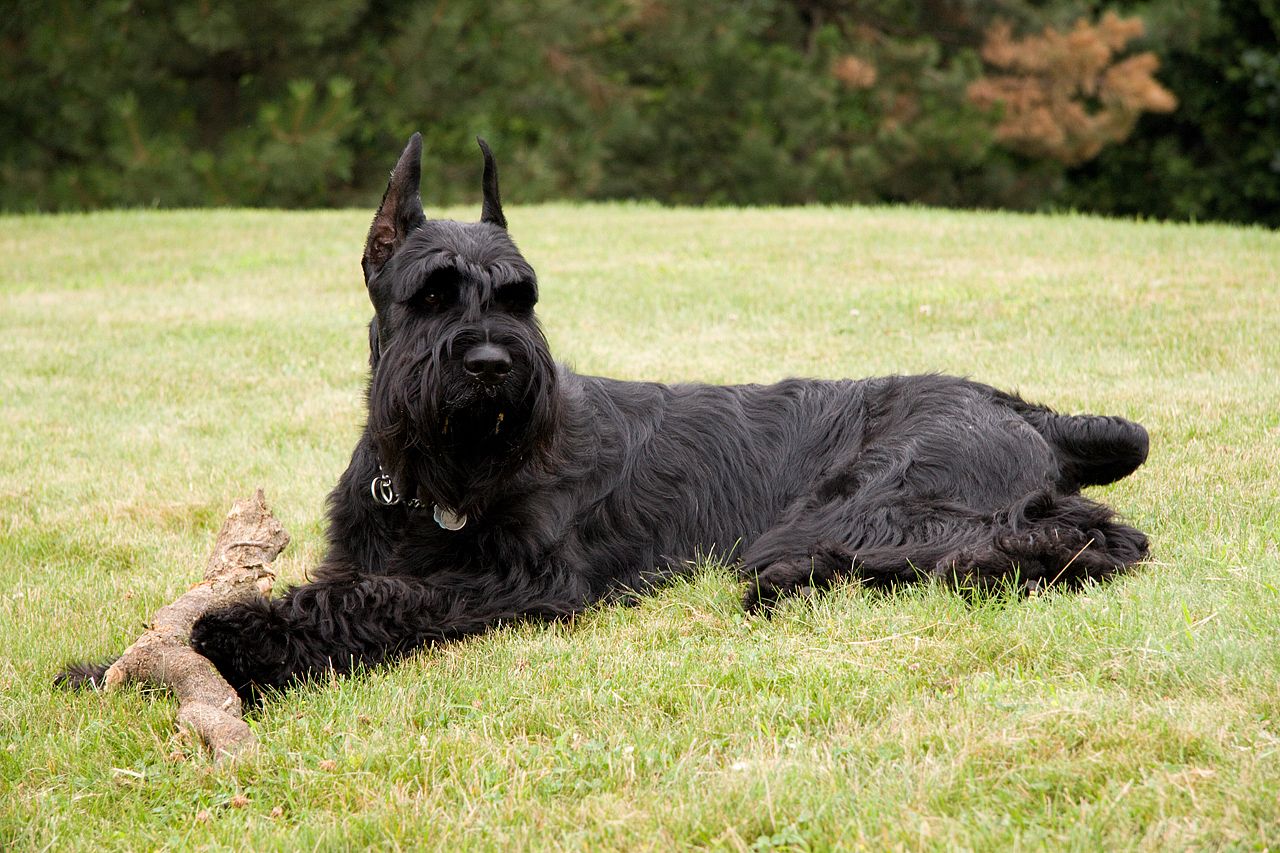 male giant schnauzer