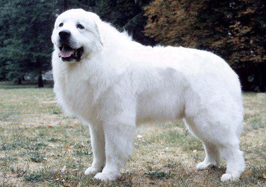 pyrenees great crate dog