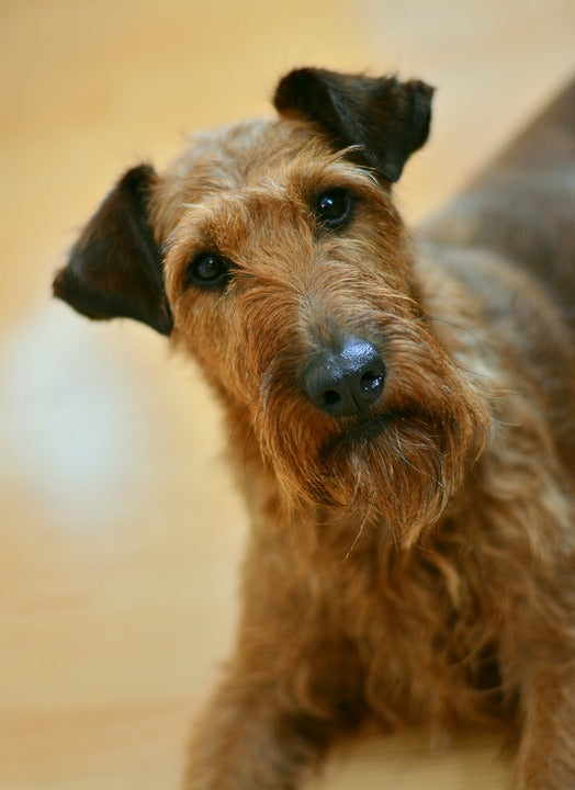 irish terrier puppies